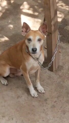 The video shows a medium-sized, tan-colored dog with white markings on its chest, paws, and face, sitting on a bare, concrete-like surface. The dog has upright ears and is wearing a metal chain collar attached to a wooden post. The surface is uneven and has some debris scattered around. Light from above casts shadows on the ground. The dog looks directly at the camera with a calm expression, then shifts its gaze downward slightly. A high pitched sound can be heard.