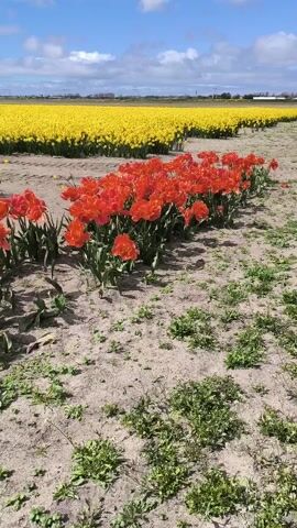 The video shows a field of flowers on a sunny day. The foreground features a row of orange-red tulips. Beyond the tulips stretches a vast field of bright yellow daffodils. The ground is sandy and sparsely covered with patches of green weeds. The sky is blue with scattered white clouds. In the distance, there are some indistinct buildings. The camera pans slightly to the left, providing a broader view of the flower field.
