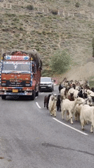 Goat herd stalls traffic on a Himalayan mountain road