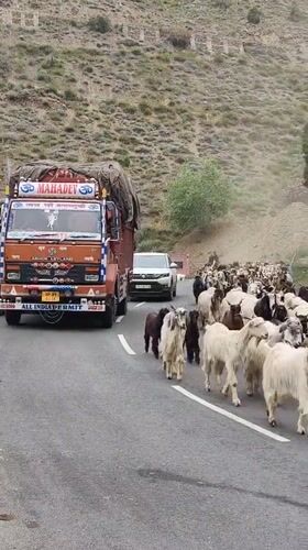 Goat herd stalls traffic on a Himalayan mountain road