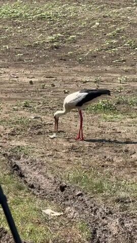 A white stork with black wing feathers and red legs stands in a dirt field. It lowers its head to pick up an object from the ground, then lifts its head and begins to walk forward. The field has patches of dry dirt, some muddy areas, and sparse green vegetation.