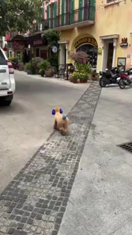 The video shows a light brown dog trotting down a paved street in what appears to be a European-style setting with buildings resembling Italian architecture. The dog has its fur styled in a poodle-like cut, with two blue pom-poms attached to its tail and ears. The street is mostly empty, with a white SUV parked on the left and two motorbikes parked on the right. The buildings lining the street have colorful facades with shutters, balconies, and awnings. The pavement is a mix of large, smooth stones and smaller, textured bricks arranged in a linear pattern. The overall setting suggests a tourist area or a themed village. A person can be heard speaking in the background, expressing amusement or surprise.