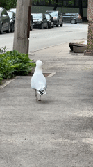 Seagull with object spotted walking through Riga park area