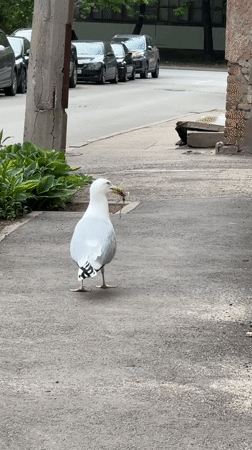 Seagull with object spotted walking through Riga park area