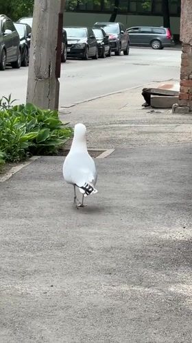 Seagull with object spotted walking through Riga park area