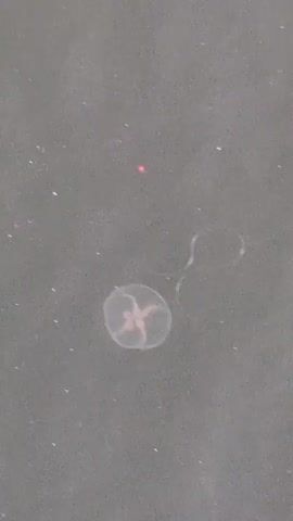 The video shows a small, translucent jellyfish with a pinkish hue, floating in dark water. The jellyfish appears to have four visible lobes or tentacles. To the upper right of the jellyfish, there is a wispy, dark, ribbon-like object. In the upper center of the frame, a small red dot is visible. The water surface is textured with small, lighter specks, suggesting it may be murky or contain sediment. The lighting appears dim.