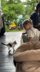 Calico kitten spotted in multiple locations across Bali