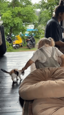 Calico kitten spotted in multiple locations across Bali