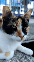 Calico cat rests on concrete ledge near blue railing