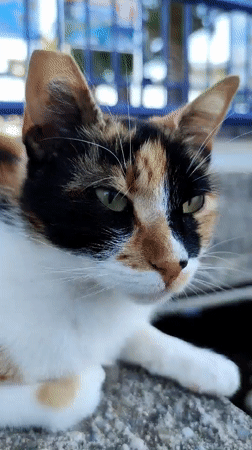 Calico cat rests on concrete ledge near blue railing