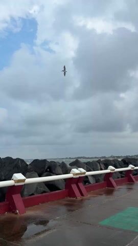 The video shows a wet, painted walkway beside a rocky breakwater, with birds flying in a cloudy sky. The walkway has a red and white barrier on the seaward side. The sky is mostly overcast, but there are patches of blue peeking through. The ocean is visible beyond the breakwater.