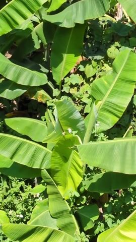 A static, overhead shot shows a lush grouping of banana plants with large, green leaves. Interspersed among them are smaller, green plants with small, white flowers. The scene is brightly lit, suggesting an outdoor environment on a sunny day.