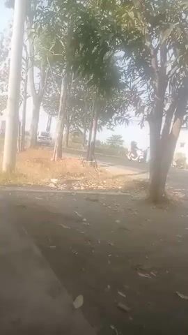 The video captures a street scene with trees lining the side of a dirt road. The trees have green foliage and some appear to be mango trees. In the background, there is a field of crops, possibly corn, and a building. A few motorcycles are visible on the road, and it appears to be daytime with bright sunlight. The camera is positioned at a low angle, looking forward, and there is a slight blur to the footage.
