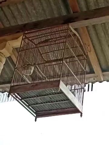 The video captures an outdoor scene, focusing on a bird cage suspended from a roof structure. The cage is rectangular with a wooden base and a wire frame. Inside the cage, a bird can be seen. The roof appears to be made of corrugated metal sheets supported by wooden beams. The background shows a slightly out-of-focus view of a building with architectural details and some greenery. The lighting suggests it is daytime. The first few seconds show a different cage, cylindrical and made of netting, also suspended from the roof, with a bird inside. The video then shifts to show the rectangular cage.