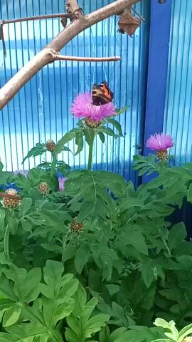 A butterfly with orange and black wings sits on a pink flower. The flower is on a tall green plant. The plant is in front of a blue corrugated surface. A branch hangs in the upper left corner of the frame.