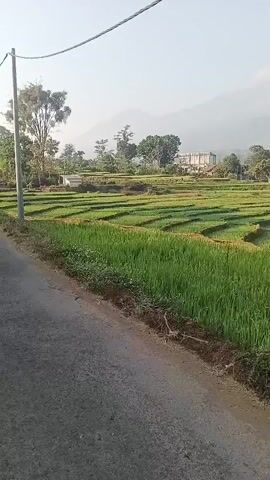 The video shows a rural landscape with a road in the foreground and rice fields in the background. The rice fields are green and appear to be terraced. There are trees and some buildings in the distance, as well as mountains. The sky is clear and the lighting suggests it is daytime, possibly morning or late afternoon. The camera is stationary and the perspective is from the side of the road, looking out over the fields. There are no people or animals visible in the frame. A power line is visible running across the top of the image.