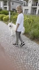 Dogs out for a walk on a cobblestone path in Surakhany Raion