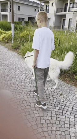 Dogs out for a walk on a cobblestone path in Surakhany Raion