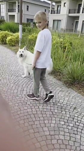 Dogs out for a walk on a cobblestone path in Surakhany Raion