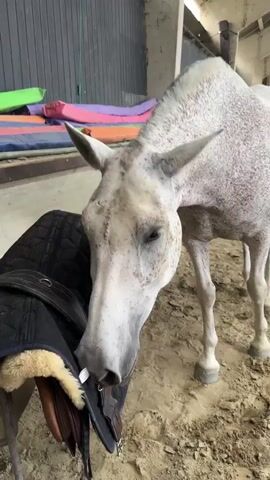 A dappled gray horse is standing in a sandy arena next to a saddle. The horse lowers its head and begins to scratch itself with its hind leg. The horse is white with gray spots and has a thin build. The saddle is black and brown and appears to be a jumping saddle. The arena is dimly lit, with natural light coming from a large window in the background. There are some colorful mats stacked against a wall in the background.