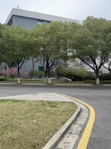 The video shows a street scene with a modern building in the background. Several trees line the street, their trunks painted white at the base. A concrete median with grass separates the viewer from the road. The road has a yellow line marking its edge. The sky is overcast. There are no people visible in the frame. A large rock sits amongst the landscaping. Some blooming pink flowers are visible in the background.