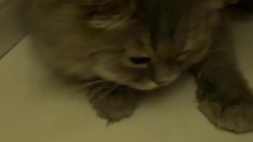 A close-up shot shows a fluffy gray cat lying on its side on a light-colored surface. The cat is licking its paw, which is held up near its mouth. Its eyes are partially closed, and its tongue is visible. The background is blurred and appears to be a wall or similar vertical surface. The lighting is dim.