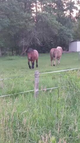 Two horses are in a grassy field. The horse on the left is brown and standing, facing the camera. The horse on the right is lighter brown and walking away from the camera. There is a fence in the foreground. Trees are in the background.
