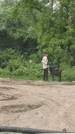 Livestock, newborns, and dogs on a rural morning in Mhaiswadi