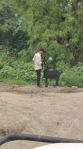 Livestock, newborns, and dogs on a rural morning in Mhaiswadi