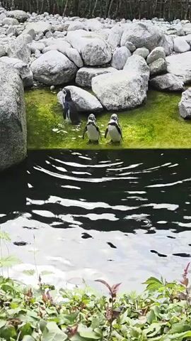 The video shows three penguins in a rocky enclosure with a pool of water. One penguin is in the water on the left, facing away from the camera. Two other penguins are standing on the green edge of the water, facing towards the camera. One of these penguins bends down, appearing to interact with the other penguin. The water in the foreground is dark and rippling.