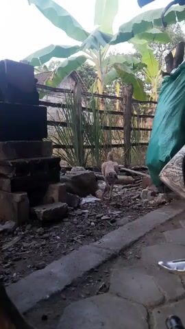 A chicken walks through a debris-filled yard. The chicken is facing away from the camera. In the background, there are banana trees, a wooden fence, and some buildings. To the left of the frame, there are some bricks and a dark object. To the right of the frame, there is a green tarp and a motorcycle. The ground is covered in dirt, rocks, and leaves.