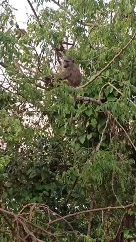 The video shows a baboon sitting in a leafy tree. The baboon is gray-brown and facing the camera. It is perched on a thick branch. The tree is dense with green leaves, and the sky is visible through the branches.