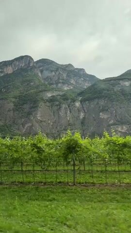 A video shows a moving perspective of a lush green vineyard with a backdrop of imposing, verdant mountains under a cloudy sky. The vineyard is neatly arranged with rows of grapevines supported by wooden trellises and poles. The ground in the foreground is covered in vibrant green grass. The camera is angled to capture the scenic landscape from a moving viewpoint, likely a vehicle, as evidenced by the slight blur and motion implied by the camera's movement. The mountains exhibit steep, rocky inclines with patches of vegetation clinging to their surfaces. The overall impression is of a rural, mountainous region, possibly in a wine-growing area.