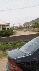 Cattle graze near roadside barrier in Bassa, Nigeria