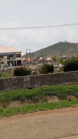 Cattle graze near roadside barrier in Bassa, Nigeria
