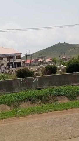 The video shows a view from a moving vehicle, driving past a grassy area with a concrete barrier. Beyond the barrier, a small herd of light-colored cattle grazes. Several people are visible among the cattle. In the background, there is a two-story building with a tan exterior, and several houses with red roofs, as well as utility poles with electrical wires. A small, tree-covered hill can be seen in the distance. The road is paved and looks like a rural area.