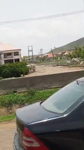 Cattle graze near roadside barrier in Bassa, Nigeria