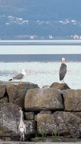 Three birds are perched on large rocks near a body of water. In the foreground, a light grey and white heron stands facing left. In the mid-ground, a seagull with white and grey plumage stands on a rock to the left, facing right. To the right of the seagull, a dark grey and white heron stands on another rock, facing away from the camera, with its head tucked. The water is calm and reflects the overcast sky. In the background, a green hillside is dotted with white buildings, and the sky is a hazy blue.