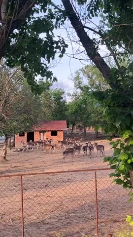 The video shows a fenced enclosure containing a herd of deer near a small brick building with a red tile roof. The deer are mostly standing or lying down on the sandy ground, with some trees visible in the background. The view is partially framed by tree branches and leaves in the foreground. The sky is visible through the trees, suggesting it is daytime.