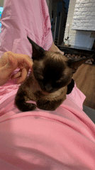 Person pets relaxed cat in Carnikava, Latvia