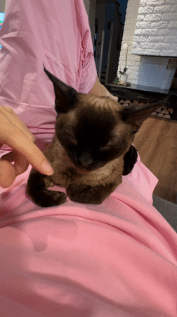 Person pets relaxed cat in Carnikava, Latvia