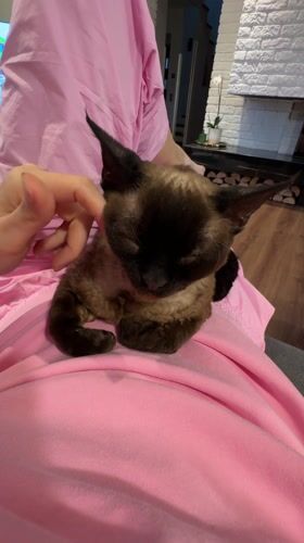 Person pets relaxed cat in Carnikava, Latvia