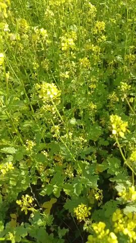 A close-up shot of a field of bright yellow flowers, likely mustard plants, in full bloom. The plants are dense and tall, with many delicate yellow petals clustered on green stems. The sun shines brightly, illuminating the flowers and casting dappled shadows. The camera angle is slightly upward, emphasizing the abundance of the flowering plants. The background is a soft blur of more yellow flowers and green foliage, creating a sense of depth and immersion in the natural scene. There are no people or animals visible in the video. The scene appears peaceful and serene, evoking a sense of nature's beauty in springtime.