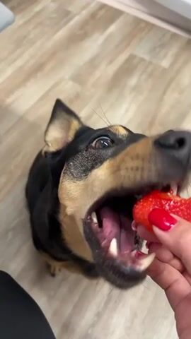 Here is a detailed description of the video:

The video shows a small, black and tan dog sitting on a light wooden floor, looking up at a hand holding a bright red strawberry. The hand, adorned with red nail polish, offers the strawberry to the dog. The dog opens its mouth wide, exposing its teeth and tongue, and takes a bite of the strawberry.  The dog appears eager and focused on the treat. The scene is well-lit and the camera is held at an angle, looking down at the dog and hand.