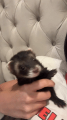 Pet owner holds ferret while lying in bed
