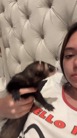 Pet owner holds ferret while lying in bed