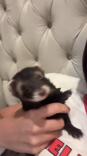 Pet owner holds ferret while lying in bed