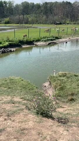 A white swan swims in a green body of water near the shore. In the background, across the water and behind a fence, several deer are visible in a grassy field. The environment appears to be outdoors with trees in the distance and sunlight illuminating the scene.