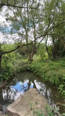 A tranquil natural scene unfolds with a small stream meandering through lush green vegetation. Tall trees with leafy branches arch over the water, casting dappled shadows. The water's surface reflects the blue sky and white clouds, creating a mirror-like effect. The banks of the stream are overgrown with various plants, including tall grasses and broad-leafed plants. The overall impression is one of peaceful solitude and untouched nature.