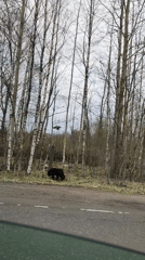 Bear sighting, woman in car, urban trees, dumped furniture documented